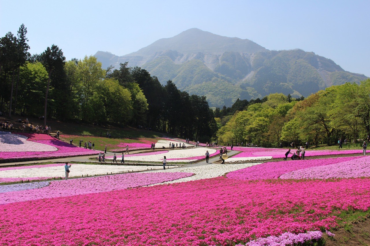 52席の至福 ちちぶ乾杯共和国トレイン With 芝桜 西武鉄道info